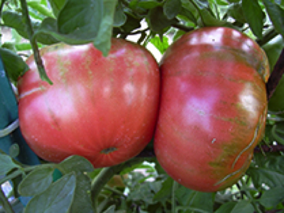 caspian pink heirloom tomato